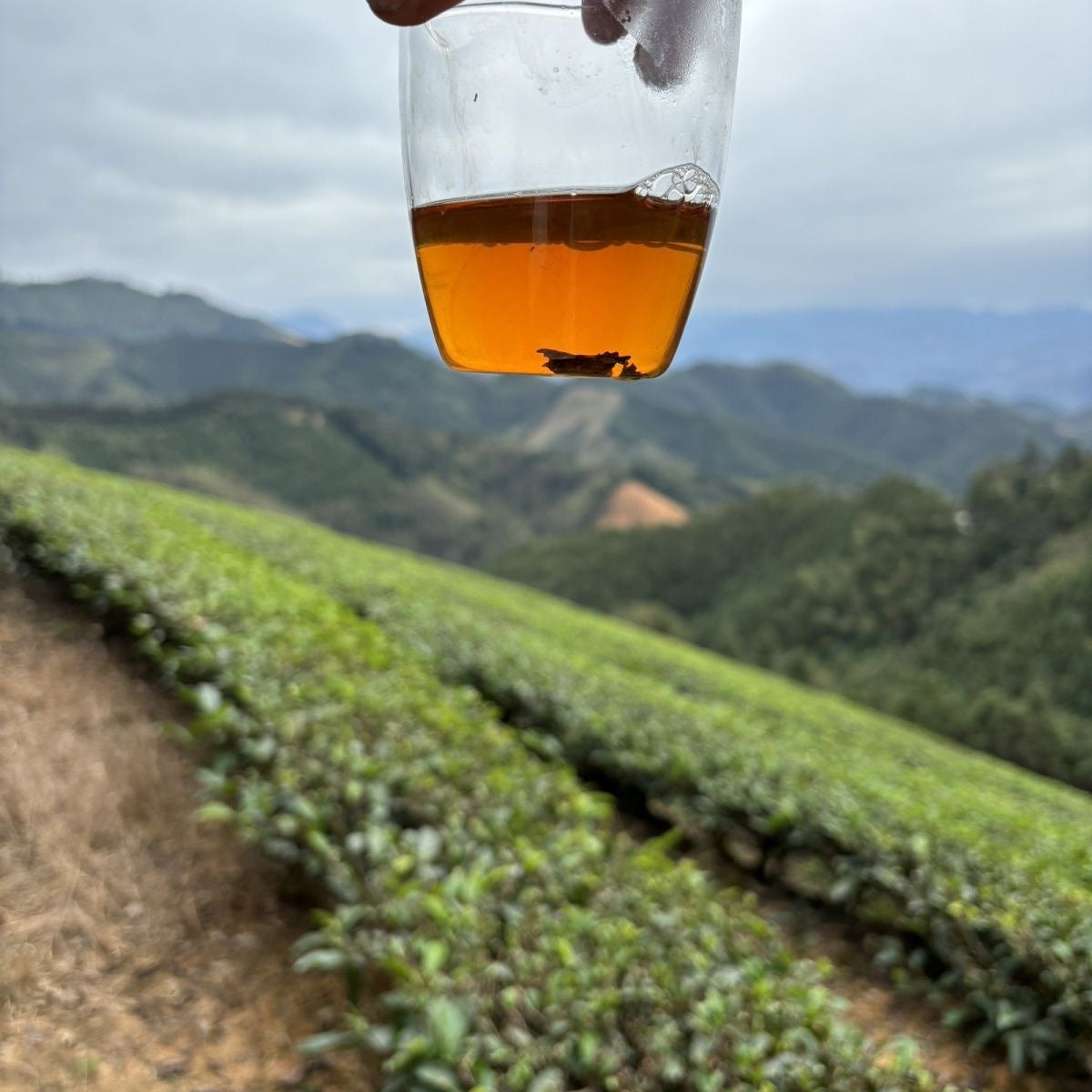 Gold medal cinnamon tea