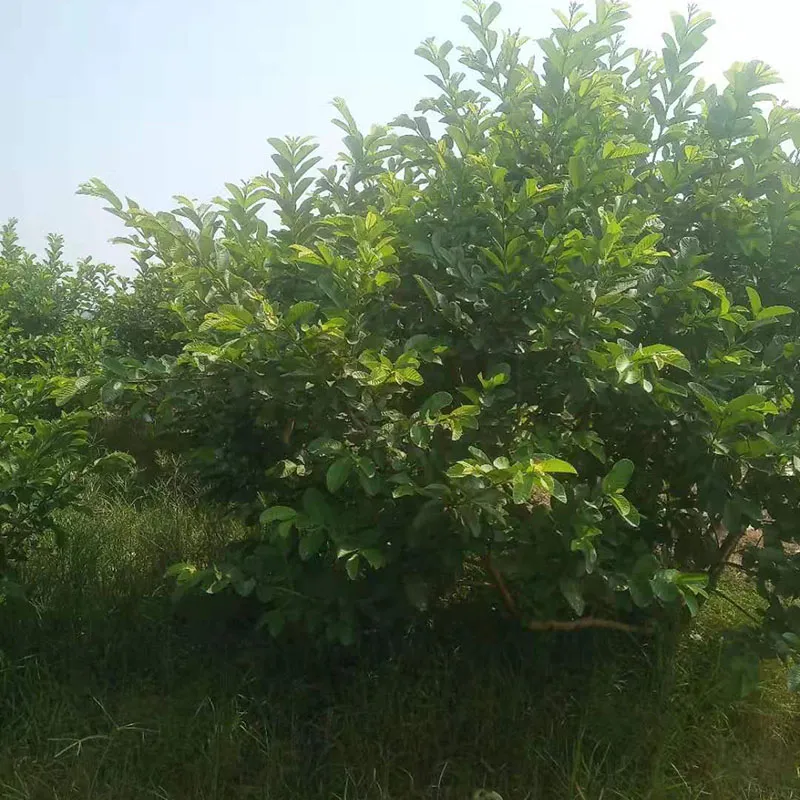 Guava tea